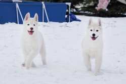 Hope - Wspolne zabawy szczeniat 11 tygodni